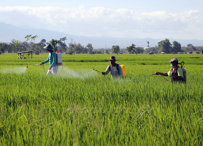 Pengendalian Hama Organik