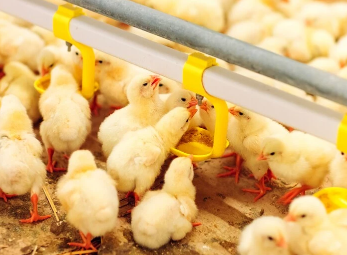 Pengendalian Hama Ternak