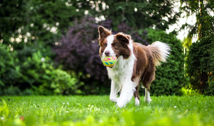 Peran Nutrisi Seimbang dalam Imunitas Tubuh Hewan