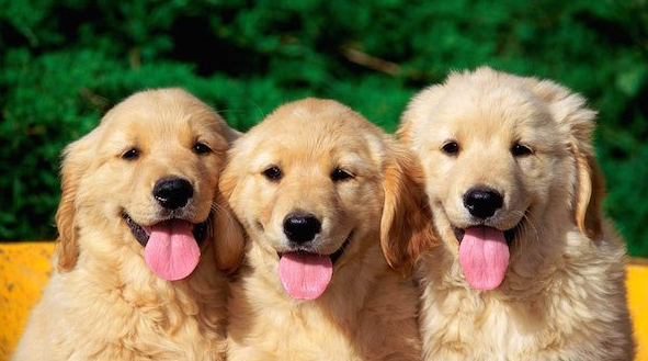 Mengenal Penyakit pada Hewan Beserta Gejala Lengkapnya