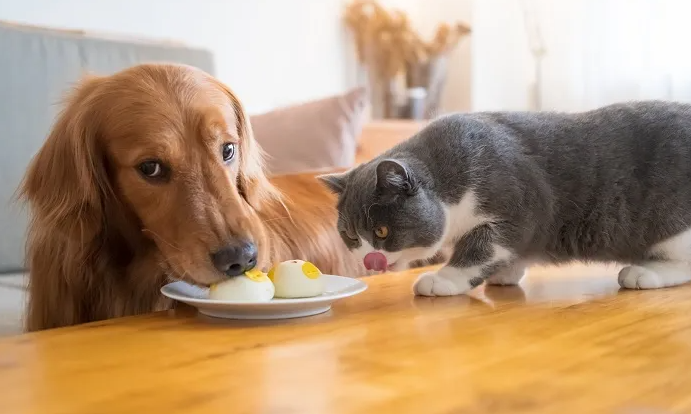 Pola Makan Hewan Sehat untuk Meningkatkan Energi Hewan